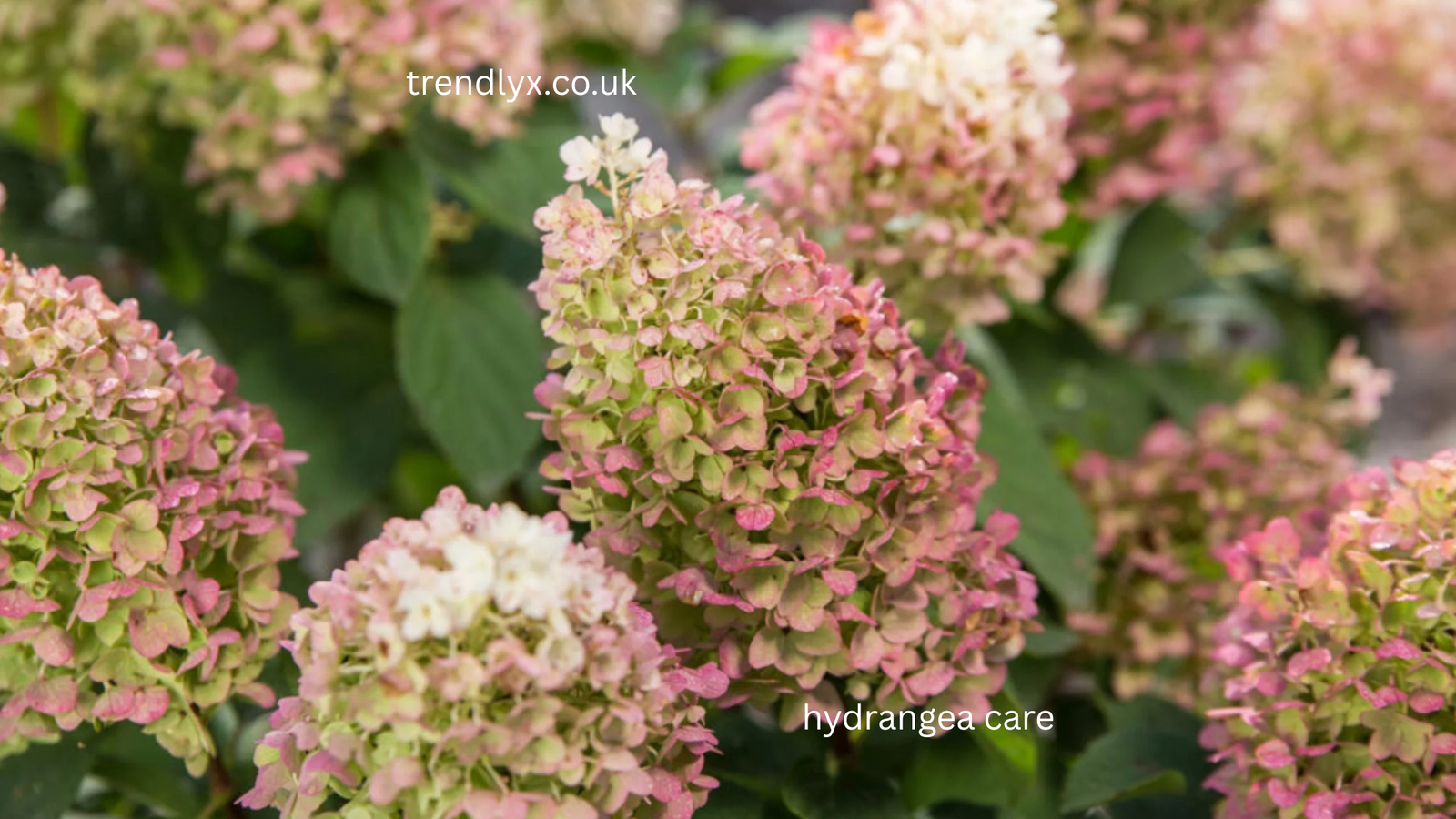 hydrangea care