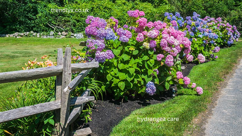 hydrangea care