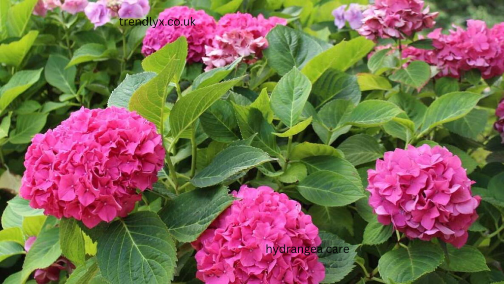 hydrangea care