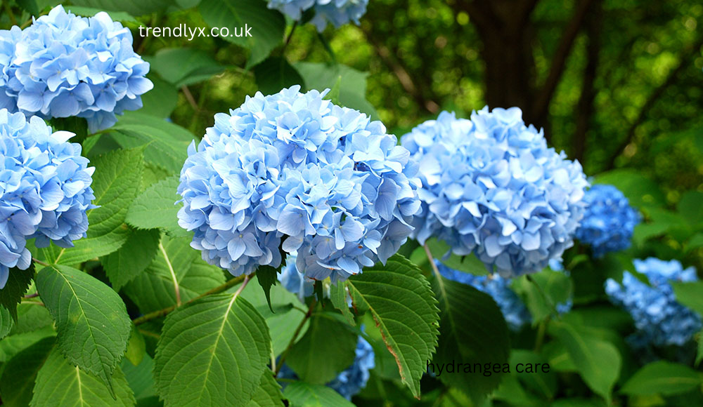 hydrangea care