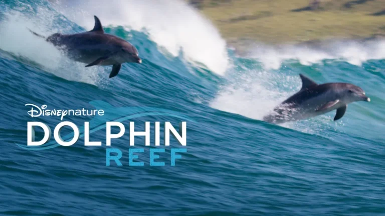 Dolphin Reef – A Unique Marine Experience of Nature and Wonder Dolphin Reef