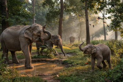 Indian Elephant India