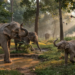 Indian Elephant India